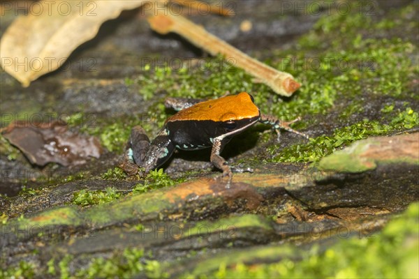 Ebenau's frog