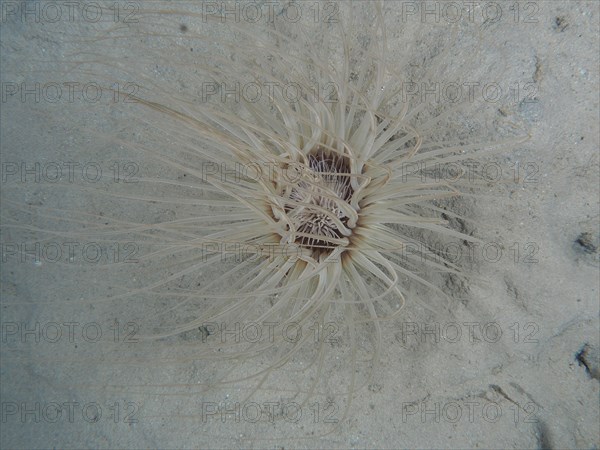 Tube-dwelling anemone