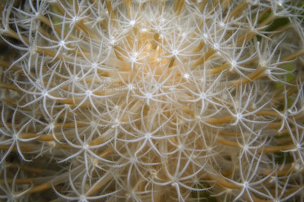 Sea Feather