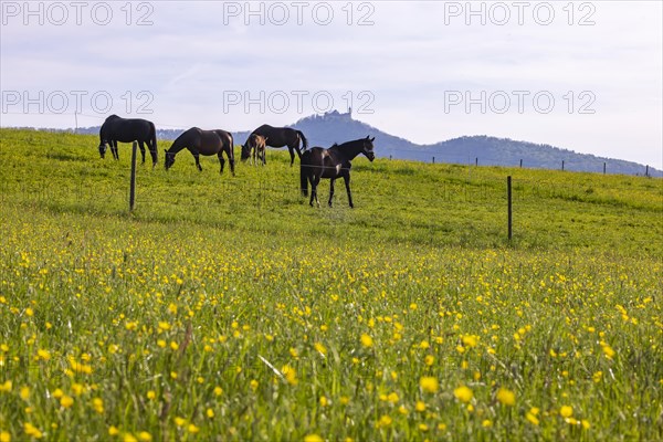 Horses in a paddock