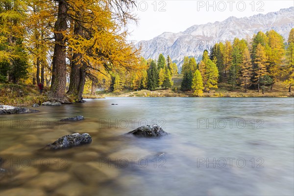 Yellow-coloured larches in autumn at Lake Palpuogna