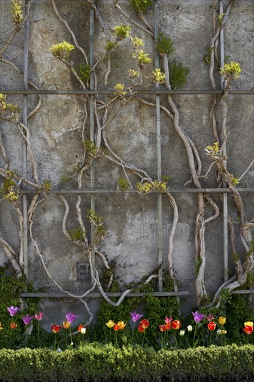 Flowers and shrubs in Mirabell Palace Garden