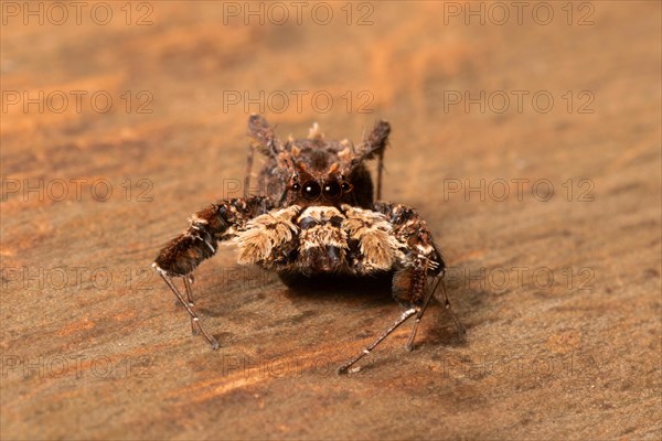 Jumping spider