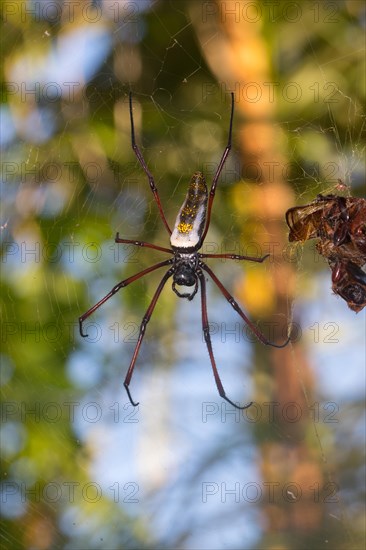 Female Madagascar silk spider