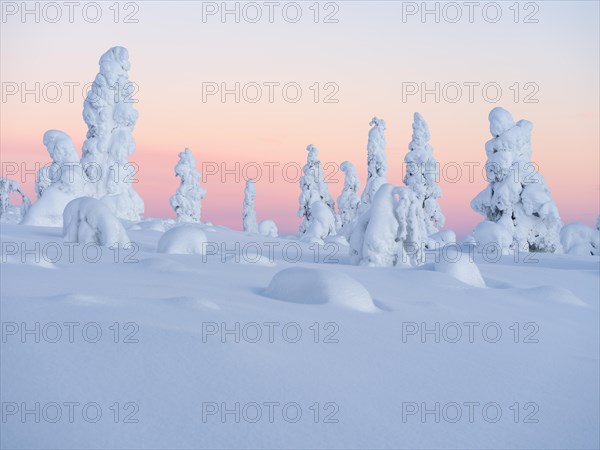 Dawn and snow-covered trees in Pyhae-Luosto National Park