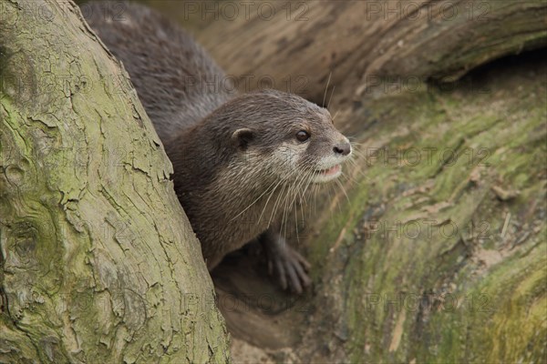 Dwarf otter