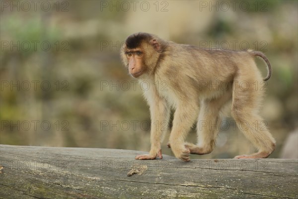 Porcupine monkey