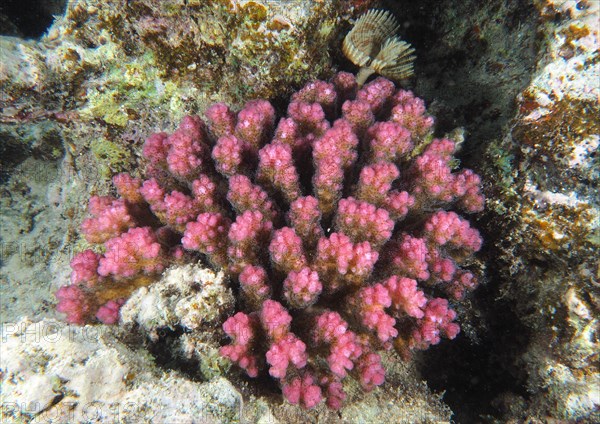 Raspberry Coral