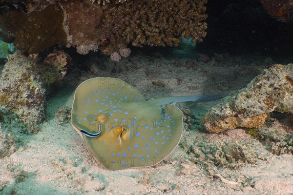 Bluespotted ribbontail ray