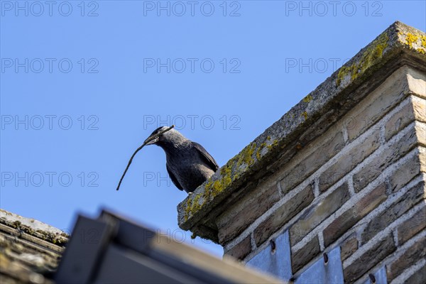 Western jackdaw