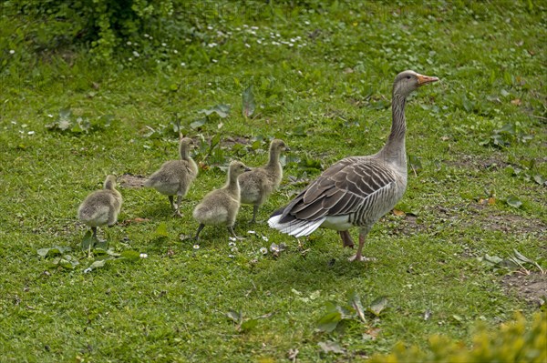 Greylag goose