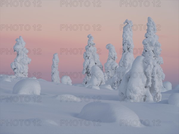 Dawn and snow-covered trees in Pyhae-Luosto National Park