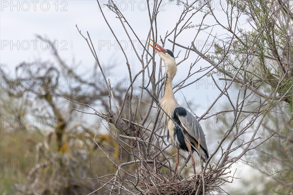 Grey heron