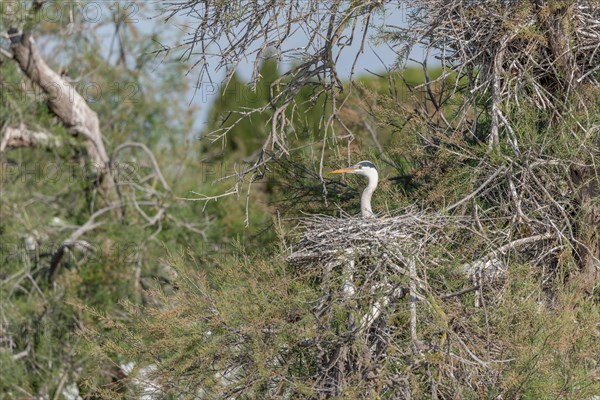 Grey heron