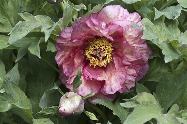 (Paeonia suffruticosa) Ruffled Sunset, Emsland, Lower Saxony, Germany, Europe