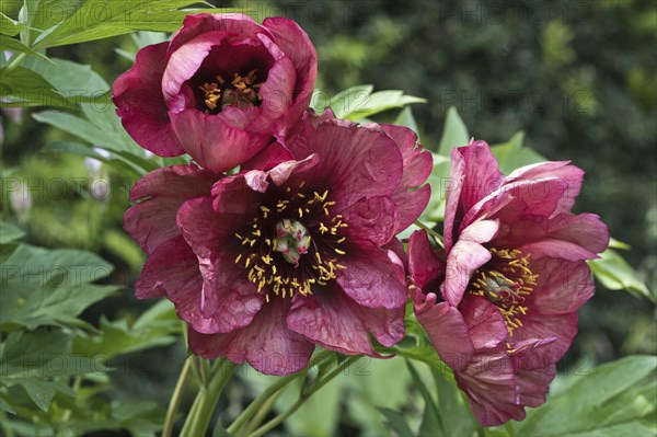 Bush peony