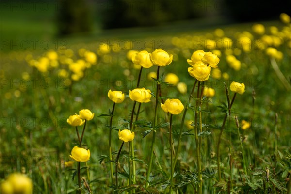 Meadow full of globeflowers