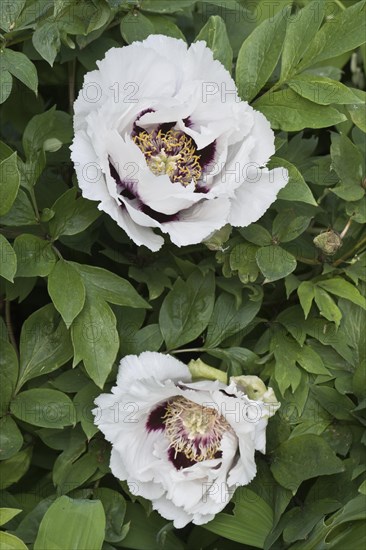 Bush peony