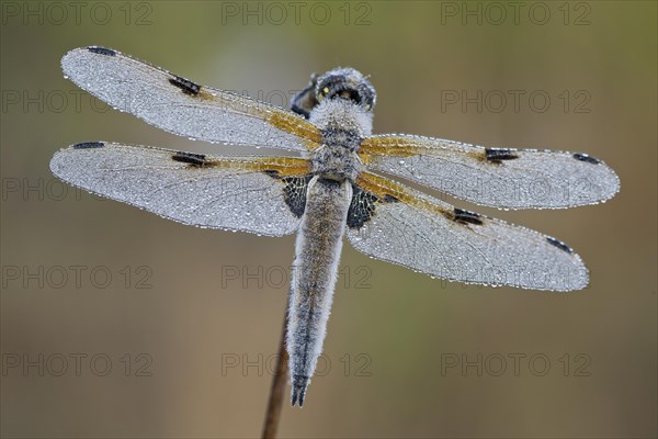 Four-spotted chaser