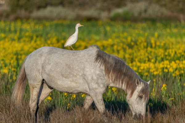 Camargue horse and cattle