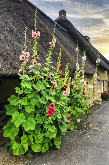 Flowering mallow