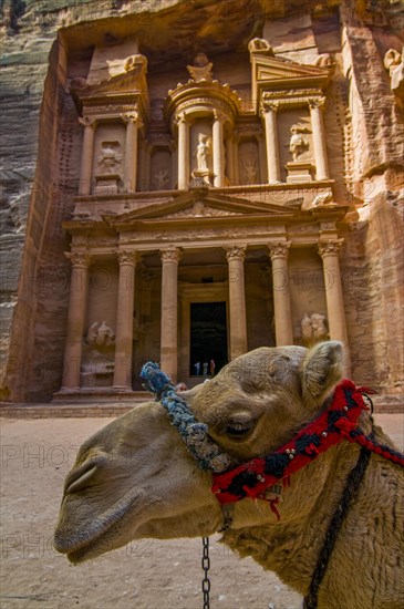 Camel in front of tomb in the rock