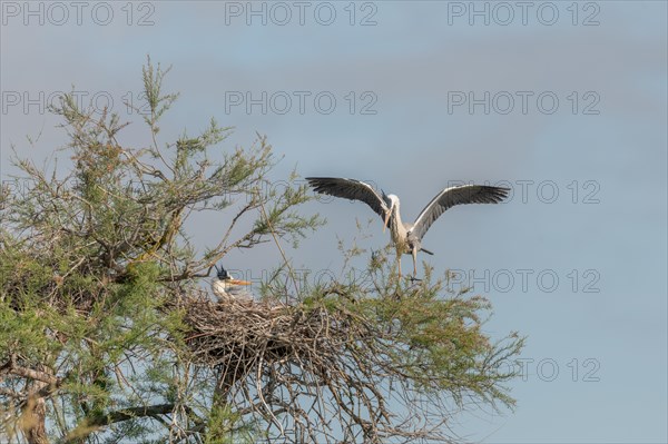 Grey heron