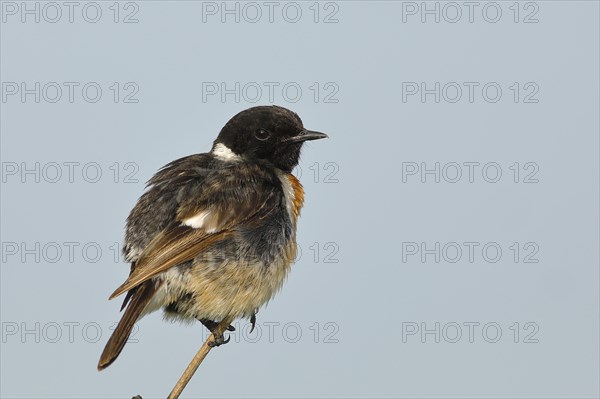 European stonechat