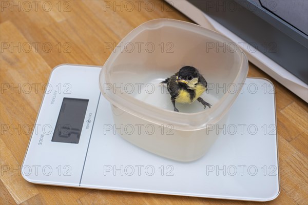 Young great tit weighs 15 grams