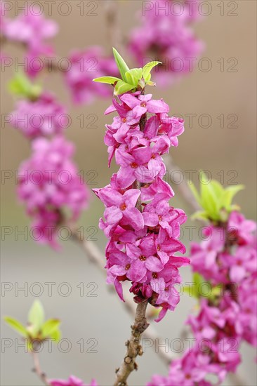 Daphne