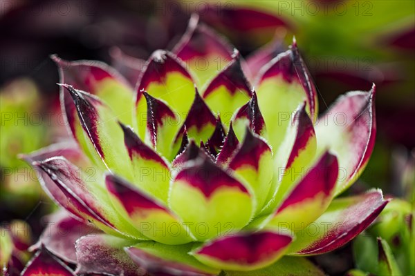 Limestone houseleek
