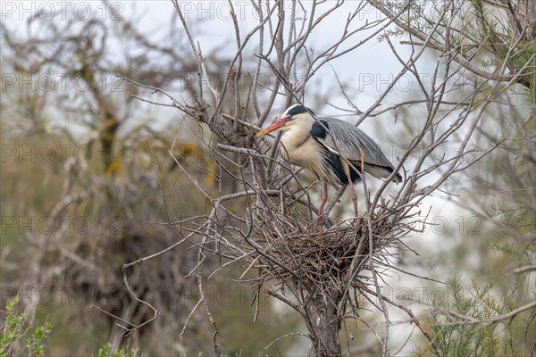 Grey heron