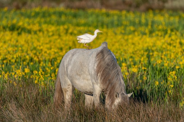 Camargue horse and cattle