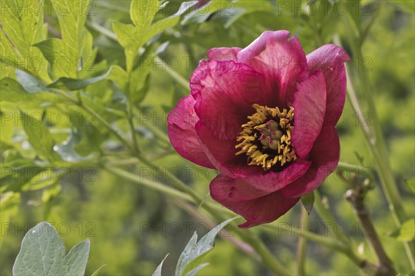 Bush peony