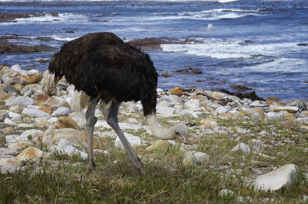 Male African ostrich