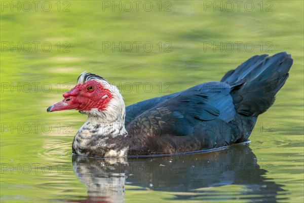 Muscovy duck