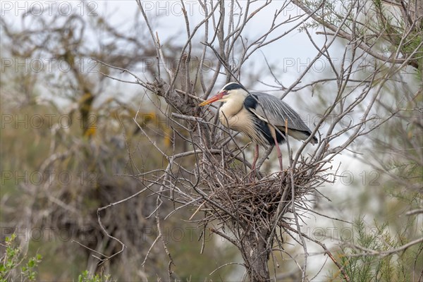 Grey heron