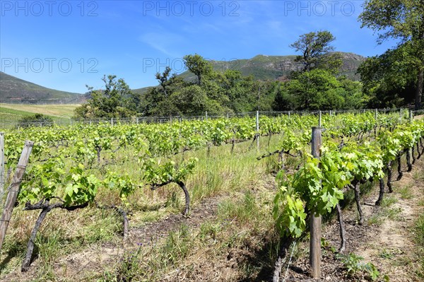 Vineyard