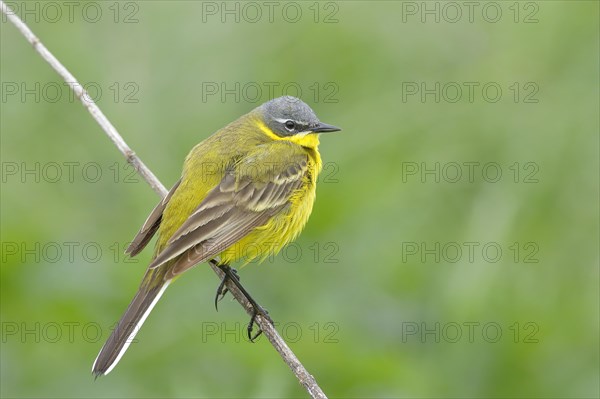 Western yellow wagtail