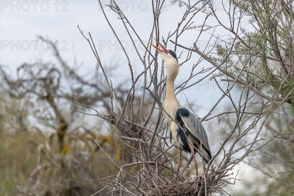 Grey heron