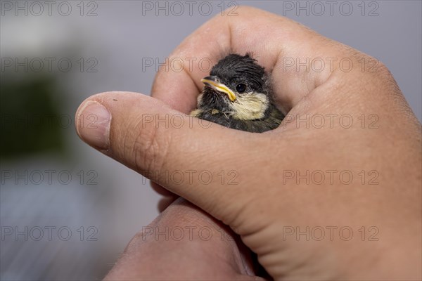 Young great tit