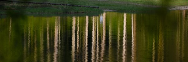 Reflections of trees on the Weitsee lake in Chiemgau convey a feeling of summer and nature