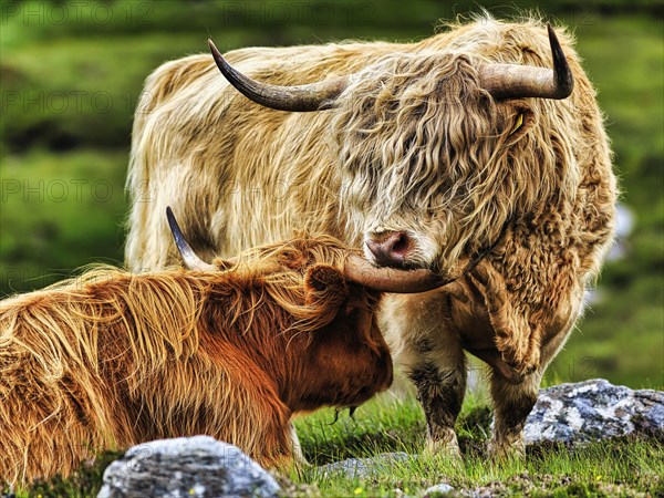 Scottish Highland Cattle