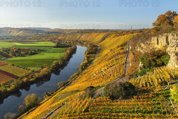 Vineyards on the Neckar in autumn