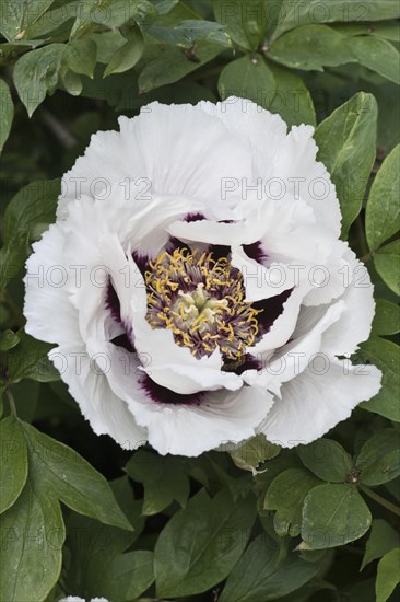 Bush peony