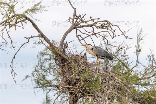 Grey heron
