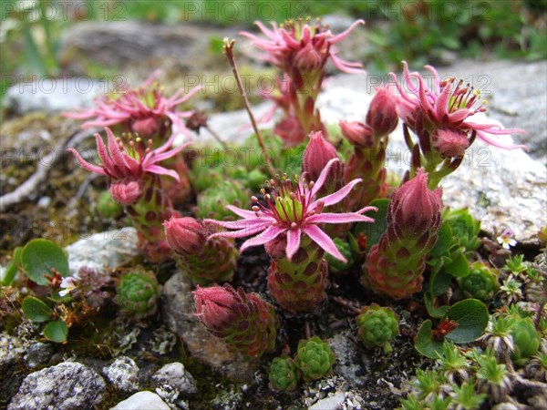 Flowering mini mountain houseleek