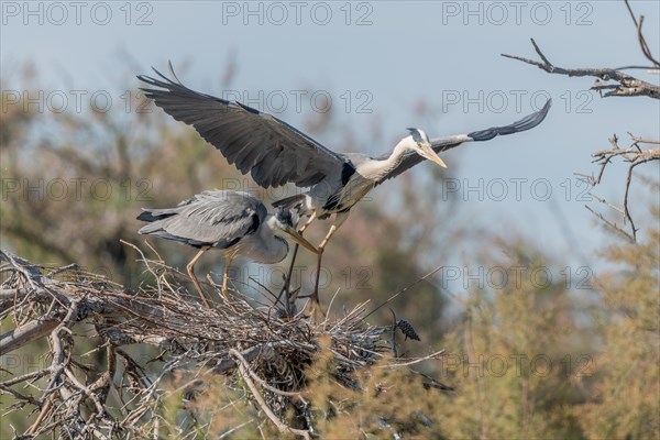 Pair of grey heron