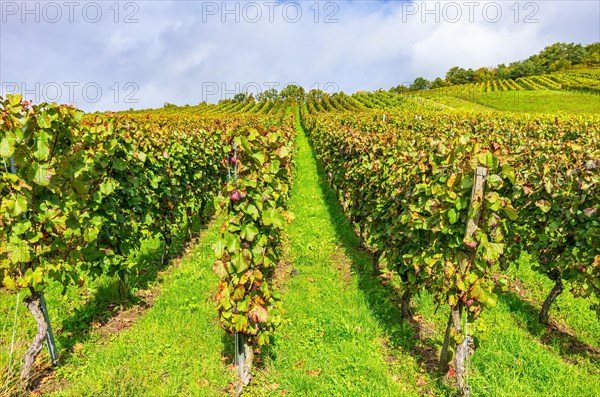 Vineyard in autumn