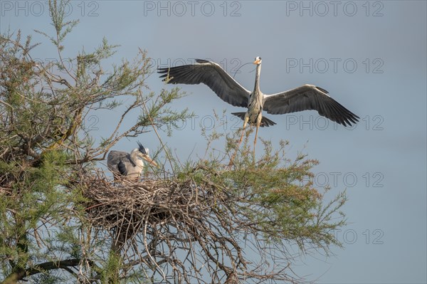 Grey heron
